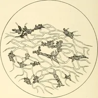 An illustration from The mechanistic conception of life : biological essays (1912)