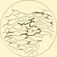 An illustration from The mechanistic conception of life : biological essays (1912)