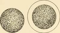 An illustration from The mechanistic conception of life : biological essays (1912)