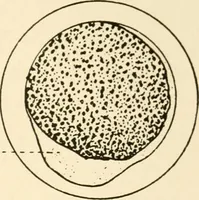An illustration from The mechanistic conception of life : biological essays (1912)
