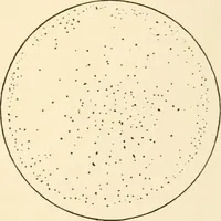 An illustration from The mechanistic conception of life : biological essays (1912)