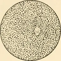 An illustration from The mechanistic conception of life : biological essays (1912)