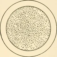 An illustration from The mechanistic conception of life : biological essays (1912)