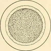An illustration from The mechanistic conception of life : biological essays (1912)