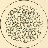 An illustration from The mechanistic conception of life : biological essays (1912)