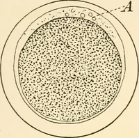 An illustration from The mechanistic conception of life : biological essays (1912)