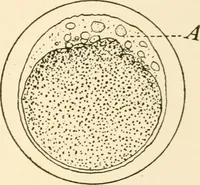 An illustration from The mechanistic conception of life : biological essays (1912)