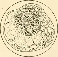 An illustration from The mechanistic conception of life : biological essays (1912)