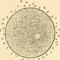 An illustration from The mechanistic conception of life : biological essays (1912)