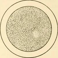 An illustration from The mechanistic conception of life : biological essays (1912)