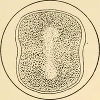 An illustration from The mechanistic conception of life : biological essays (1912)