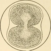 An illustration from The mechanistic conception of life : biological essays (1912)