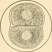 An illustration from The mechanistic conception of life : biological essays (1912)