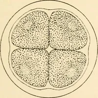 Picture 6 of 41 from The mechanistic conception of life : biological essays (1912), leaf 20