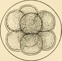 An illustration from The mechanistic conception of life : biological essays (1912)