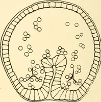 An illustration from The mechanistic conception of life : biological essays (1912)