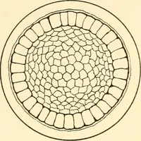An illustration from The mechanistic conception of life : biological essays (1912)