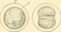 An illustration from The mechanistic conception of life : biological essays (1912)