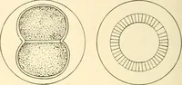 An illustration from The mechanistic conception of life : biological essays (1912)