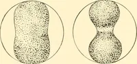 An illustration from The mechanistic conception of life : biological essays (1912)