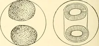 Picture 41 of 41 from The mechanistic conception of life : biological essays (1912), leaf 217