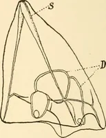 An illustration from The mechanistic conception of life : biological essays (1912)