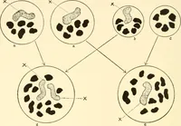 An illustration from The mechanistic conception of life : biological essays (1912)