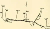 An illustration from The mechanistic conception of life : biological essays (1912)