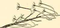 An illustration from The mechanistic conception of life : biological essays (1912)