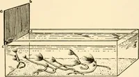 An illustration from The mechanistic conception of life : biological essays (1912)