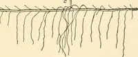 An illustration from The mechanistic conception of life : biological essays (1912)
