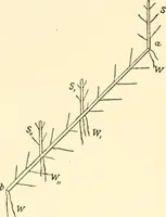 An illustration from The mechanistic conception of life : biological essays (1912)