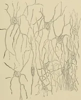 An illustration from Medical microscopy : a guide to the use of the microscope in medical practice (1898)