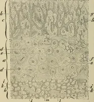 An illustration from Medical microscopy : a guide to the use of the microscope in medical practice (1898)