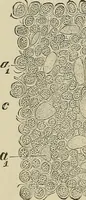 An illustration from Medical microscopy : a guide to the use of the microscope in medical practice (1898)