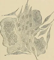 An illustration from Medical microscopy : a guide to the use of the microscope in medical practice (1898)