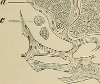 An illustration from Medical microscopy : a guide to the use of the microscope in medical practice (1898)