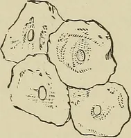 An illustration from Medical microscopy : a guide to the use of the microscope in medical practice (1898)