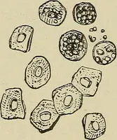 An illustration from Medical microscopy : a guide to the use of the microscope in medical practice (1898)