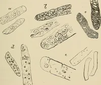 An illustration from Medical microscopy : a guide to the use of the microscope in medical practice (1898)