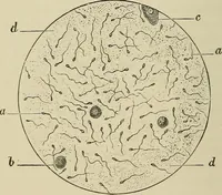 An illustration from Medical microscopy : a guide to the use of the microscope in medical practice (1898)