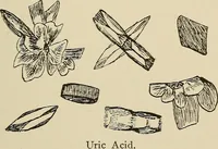 Picture 28 of 81 from Medical microscopy : a guide to the use of the microscope in medical practice (1898), leaf 214