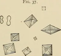 An illustration from Medical microscopy : a guide to the use of the microscope in medical practice (1898)