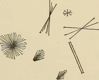 An illustration from Medical microscopy : a guide to the use of the microscope in medical practice (1898)