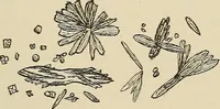 An illustration from Medical microscopy : a guide to the use of the microscope in medical practice (1898)