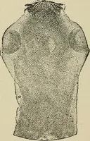 An illustration from Medical microscopy : a guide to the use of the microscope in medical practice (1898)