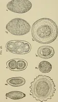 An illustration from Medical microscopy : a guide to the use of the microscope in medical practice (1898)