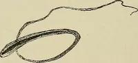 An illustration from Medical microscopy : a guide to the use of the microscope in medical practice (1898)