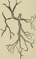 An illustration from Medical microscopy : a guide to the use of the microscope in medical practice (1898)