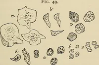 An illustration from Medical microscopy : a guide to the use of the microscope in medical practice (1898)